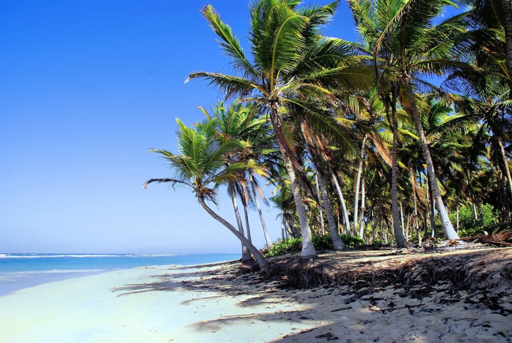 canarie 3000€
